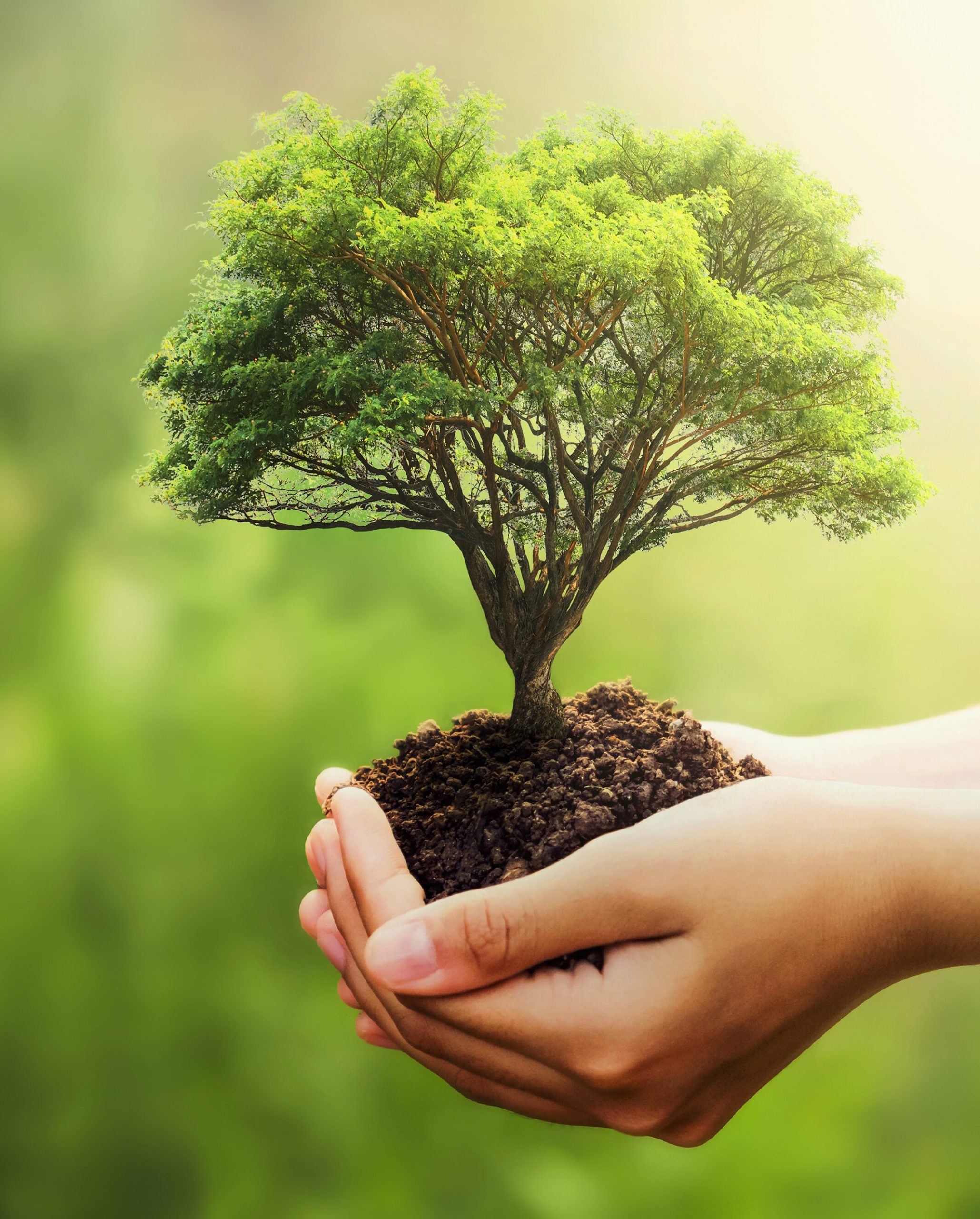 Terra%20Soil%20Gübre%20Üreticisi%20 %20Organik%20Gübre,%20Toprak%20Karışımları,%20Higro%20Agro%20Gübreler%20ve%20Sıvı%20Gübre%20Çeşitleri%20Üretimi%20 %20Toprağınıza%20Değer%20Verir,%20Verimlilik%20Sağlar